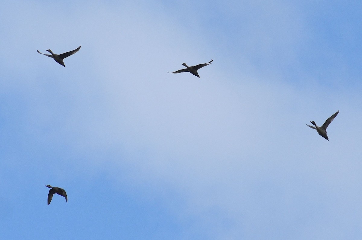 Northern Pintail - ML637771451