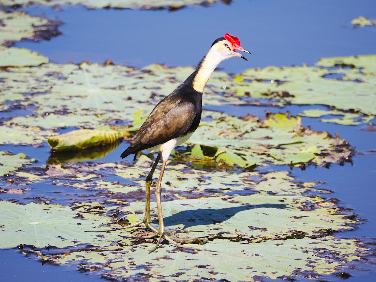 Comb-crested Jacana - ML637771456