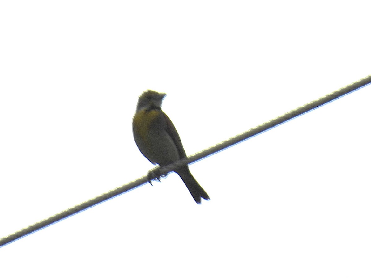Dickcissel - ML637771470