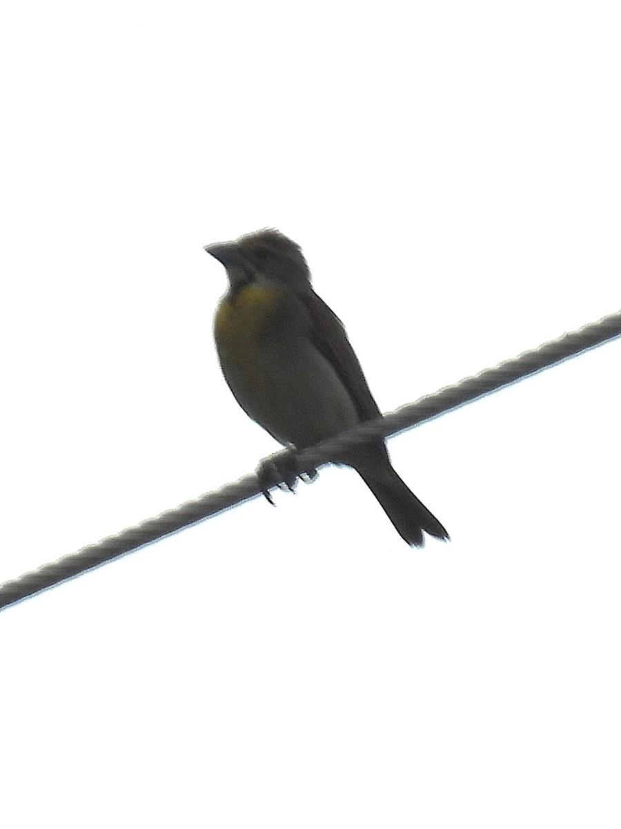 Dickcissel - ML637771471