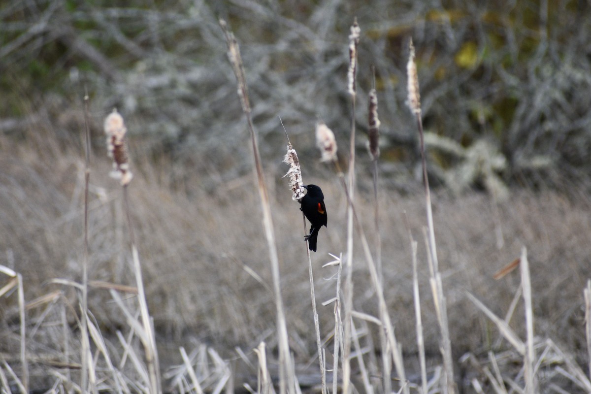 Red-winged Blackbird - ML637771495