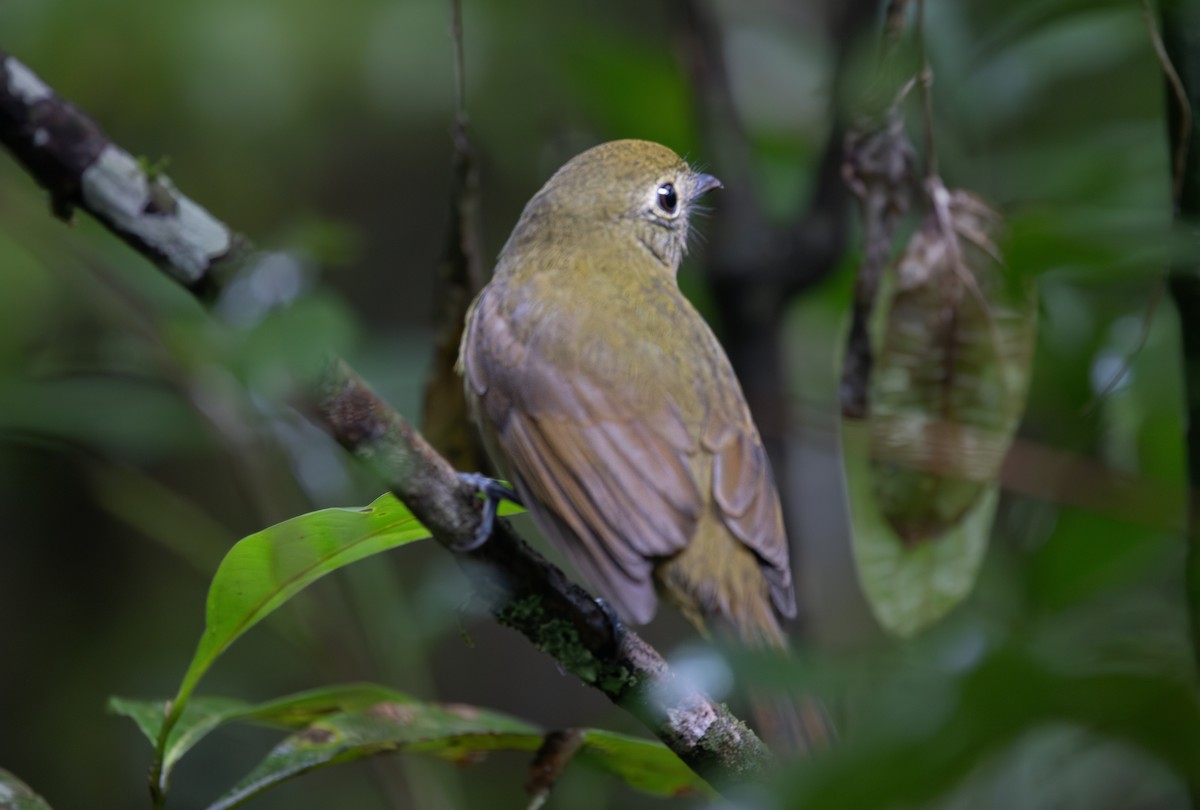 Greenish Schiffornis - ML637771515