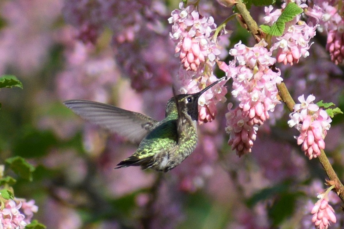 Anna's Hummingbird - ML637771523