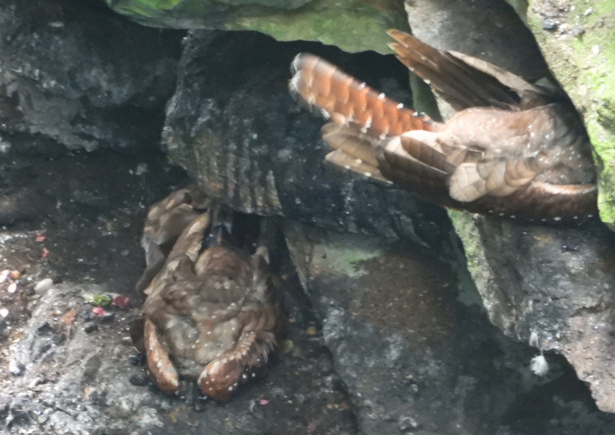Oilbird - ML637771527