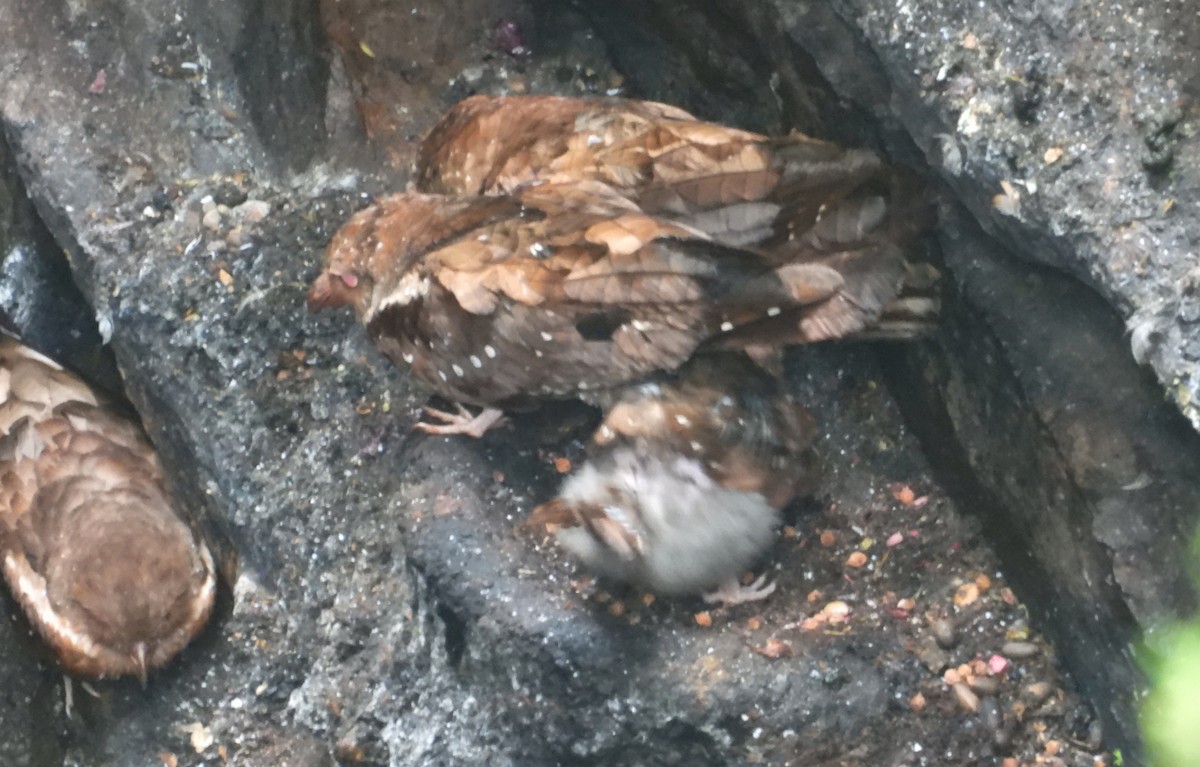 Oilbird - ML637771529