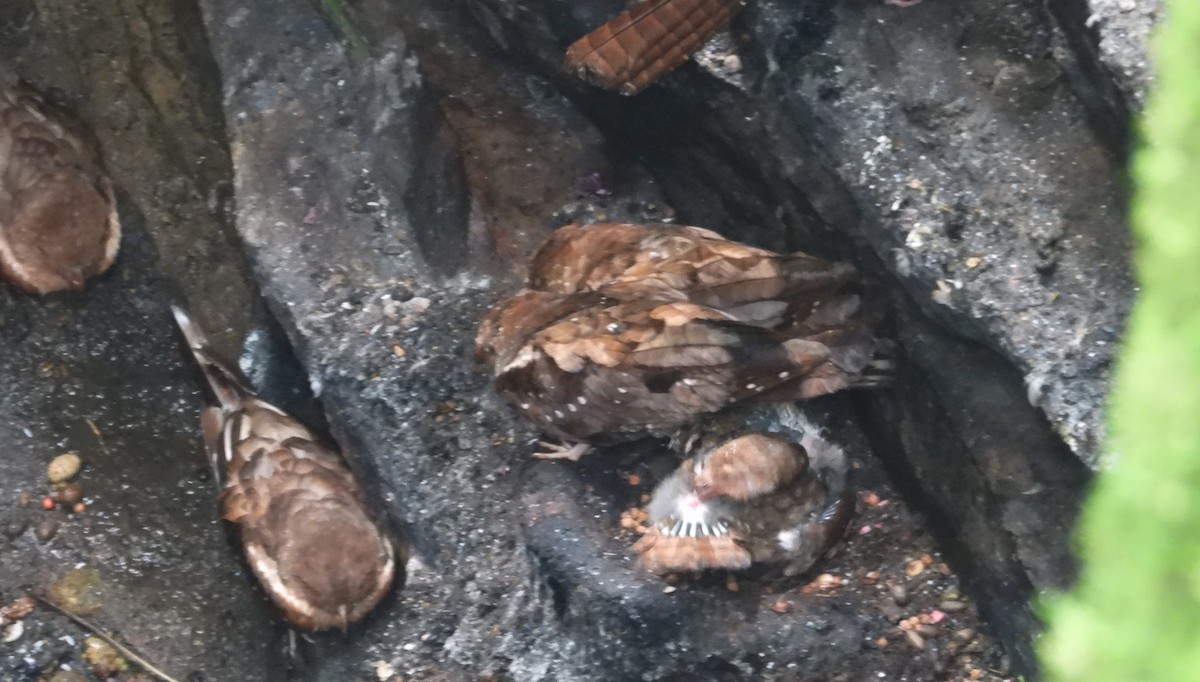 Oilbird - ML637771530