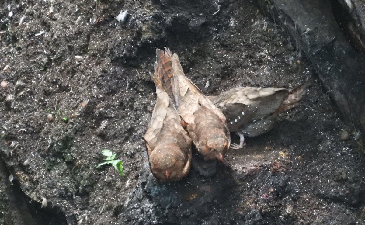 Oilbird - ML637771531