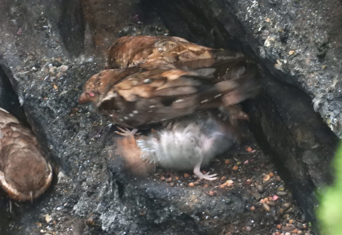Oilbird - ML637771532