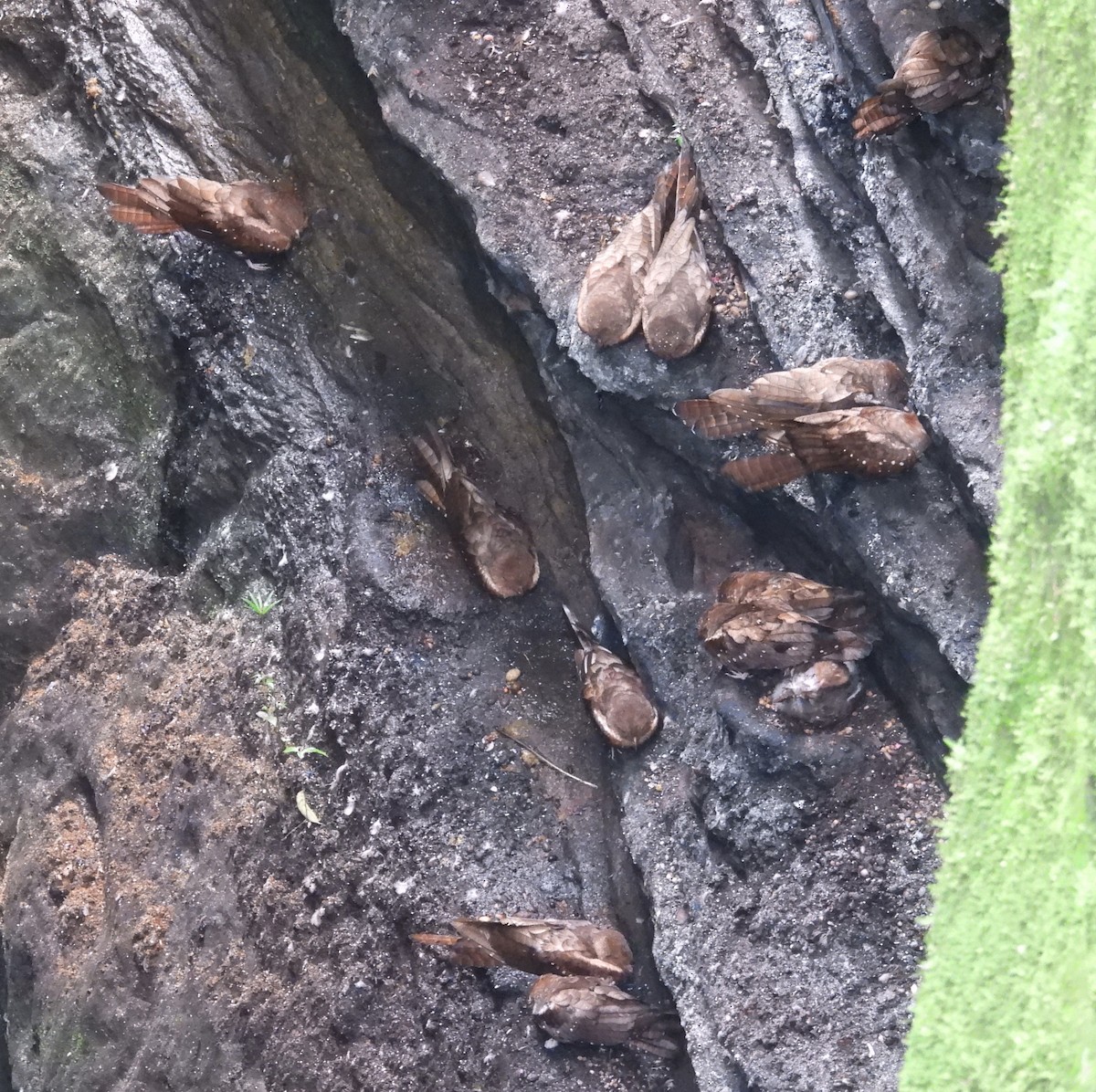 Oilbird - ML637771533