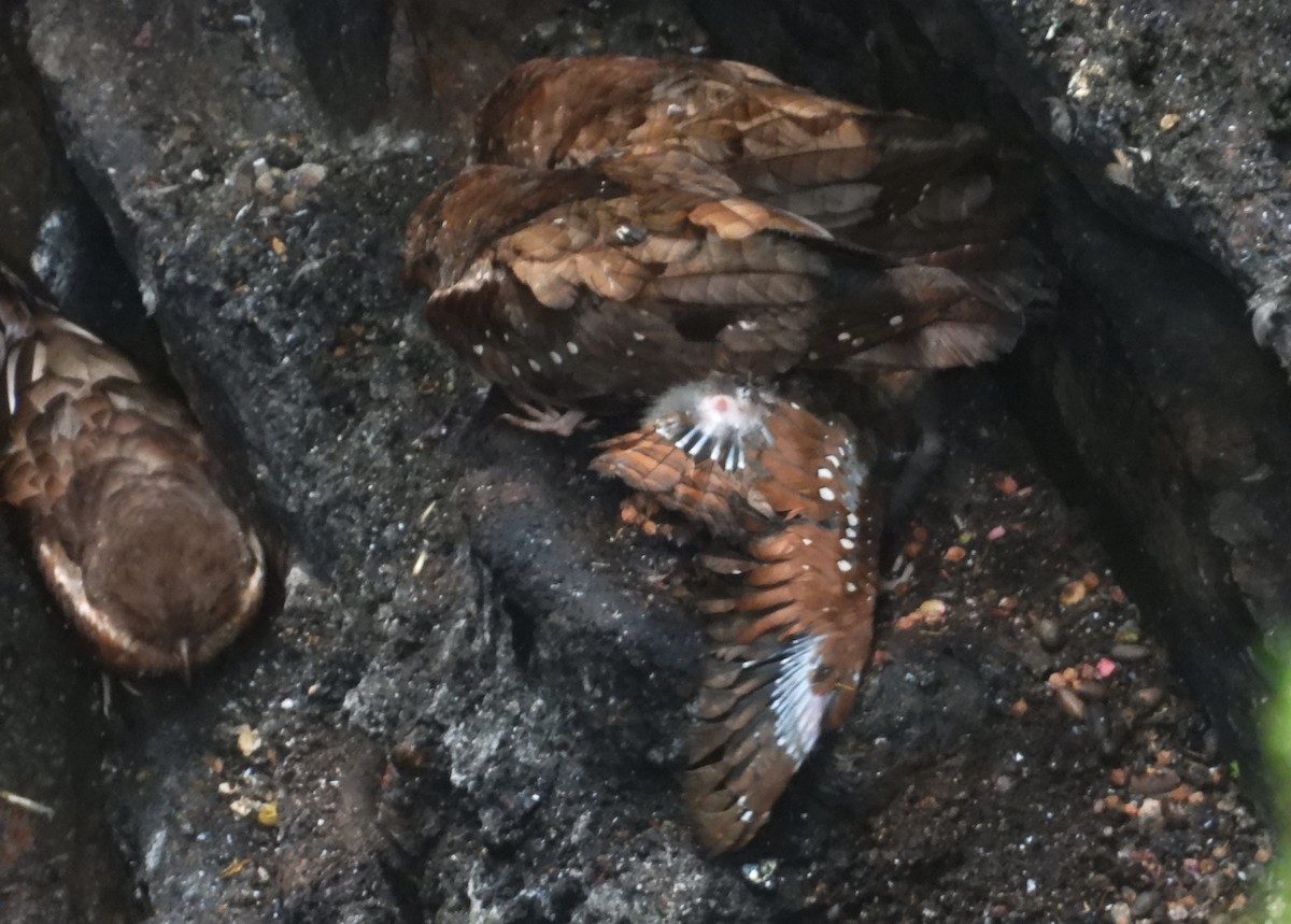 Oilbird - ML637771534