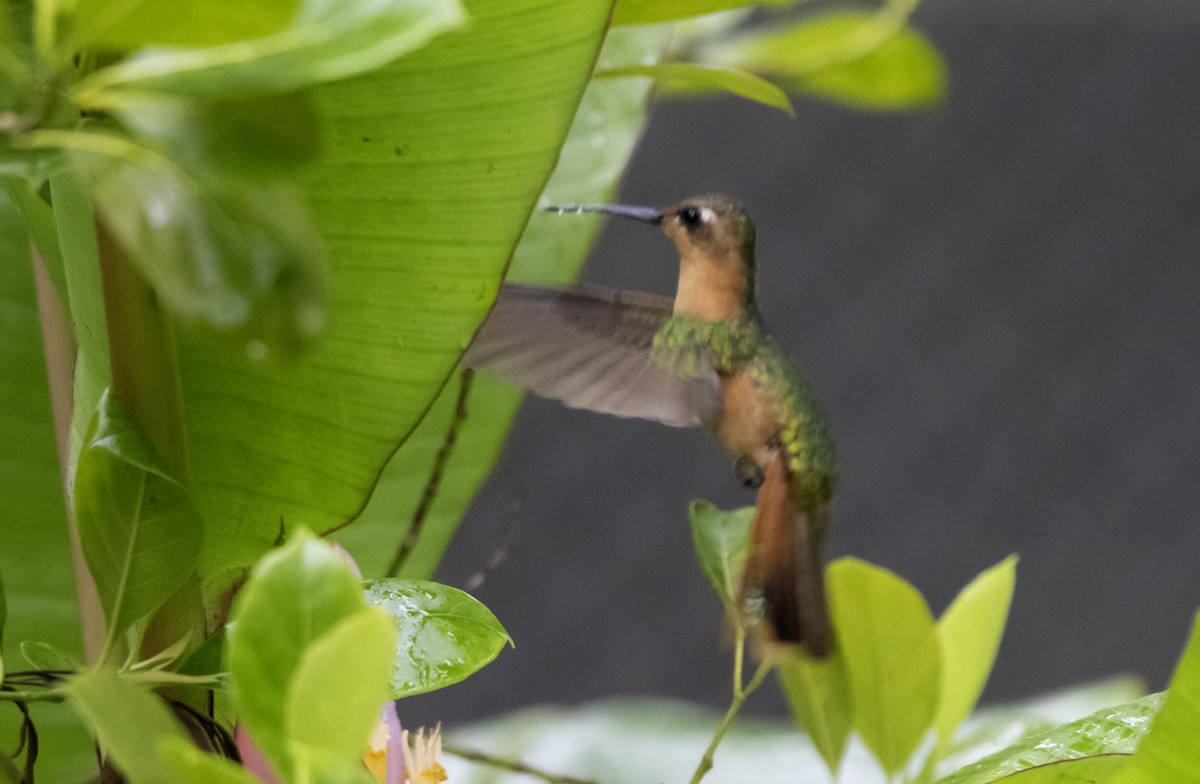 Rufous Sabrewing - ML637771574