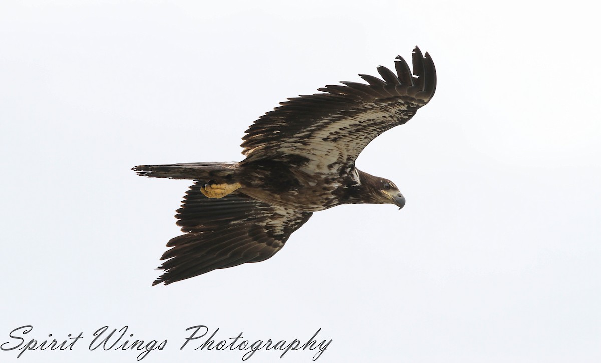 Bald Eagle - ML637771578