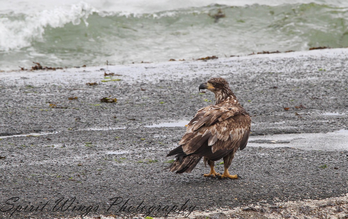 Bald Eagle - ML637771579