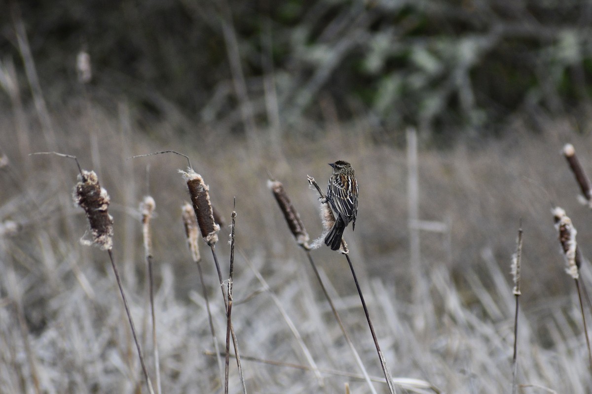 Red-winged Blackbird - ML637771593
