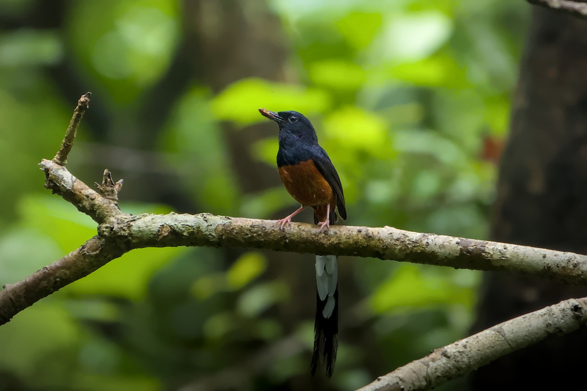 White-rumped Shama - ML637771598