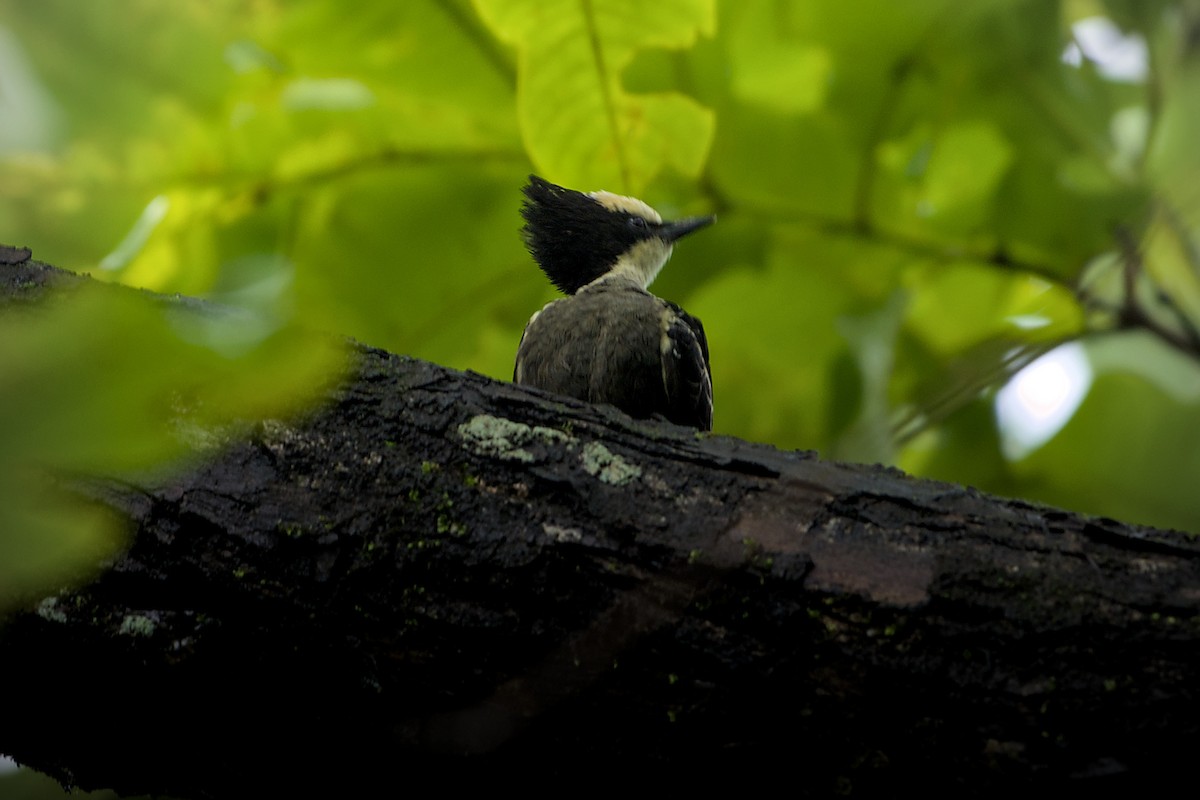Heart-spotted Woodpecker - ML637771600