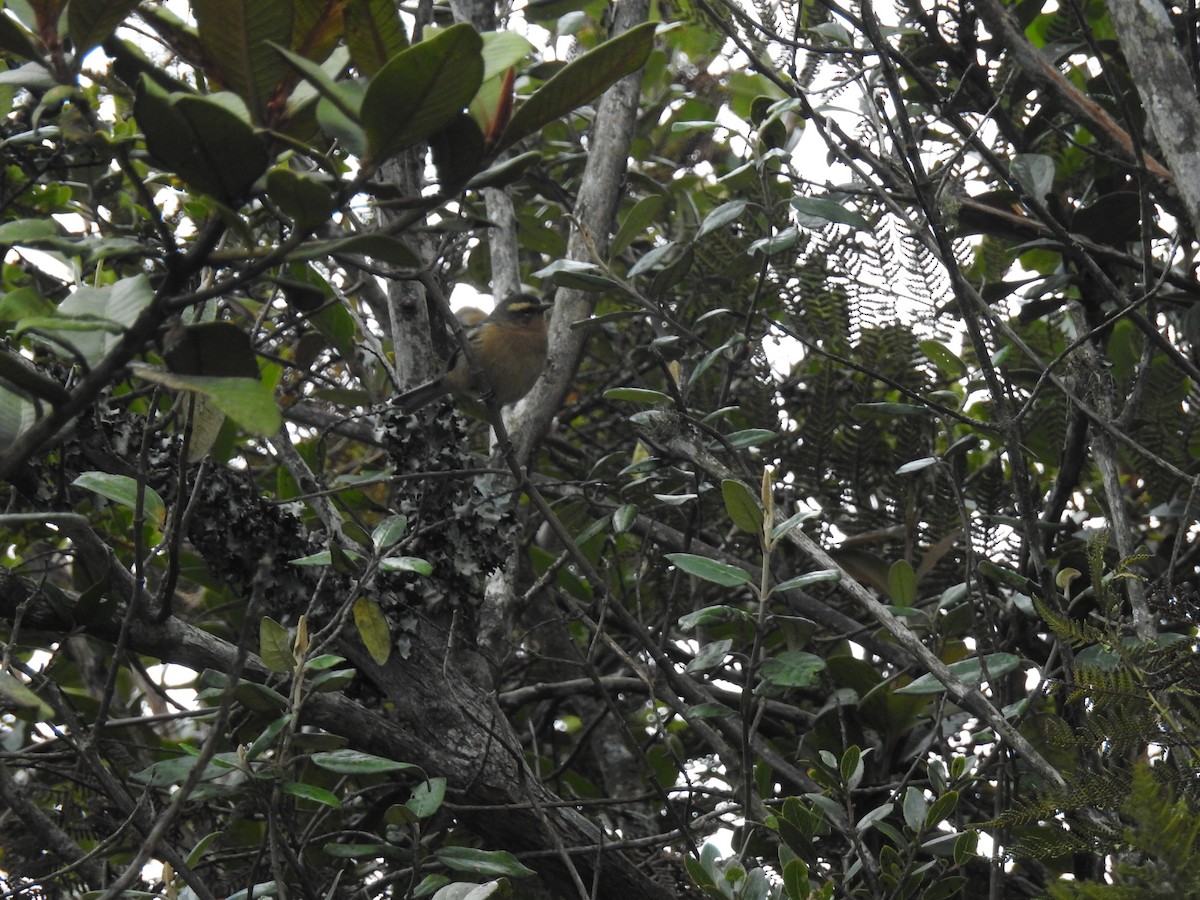 Cinereous Conebill - ML637771603