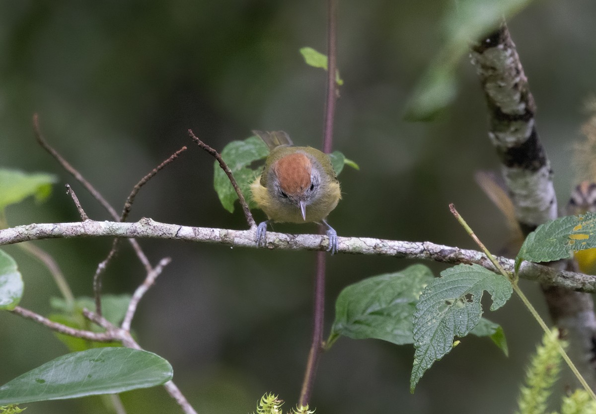 Rufous-crowned Greenlet - ML637771626