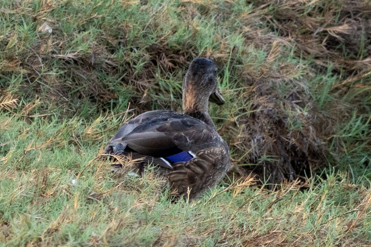 Hawaiian Duck x Mallard (hybrid) - ML637771641