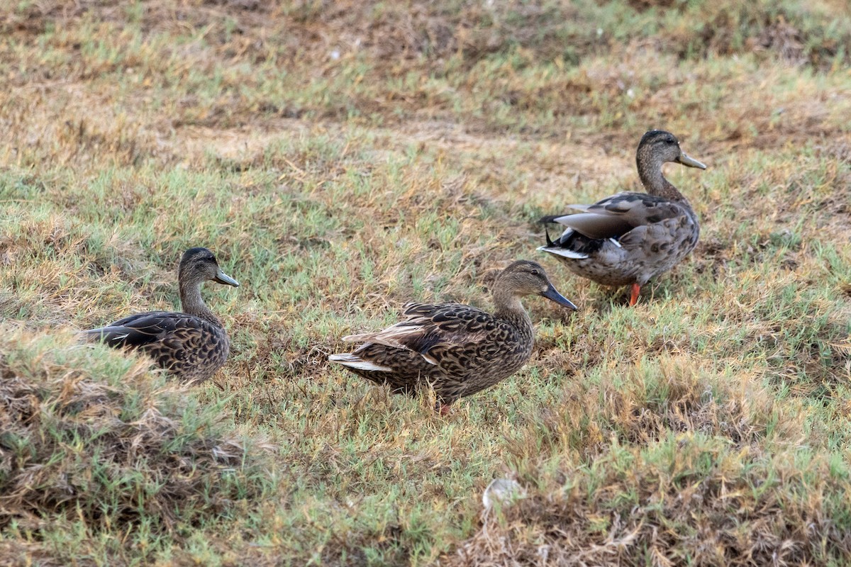 Hawaiian Duck x Mallard (hybrid) - ML637771646