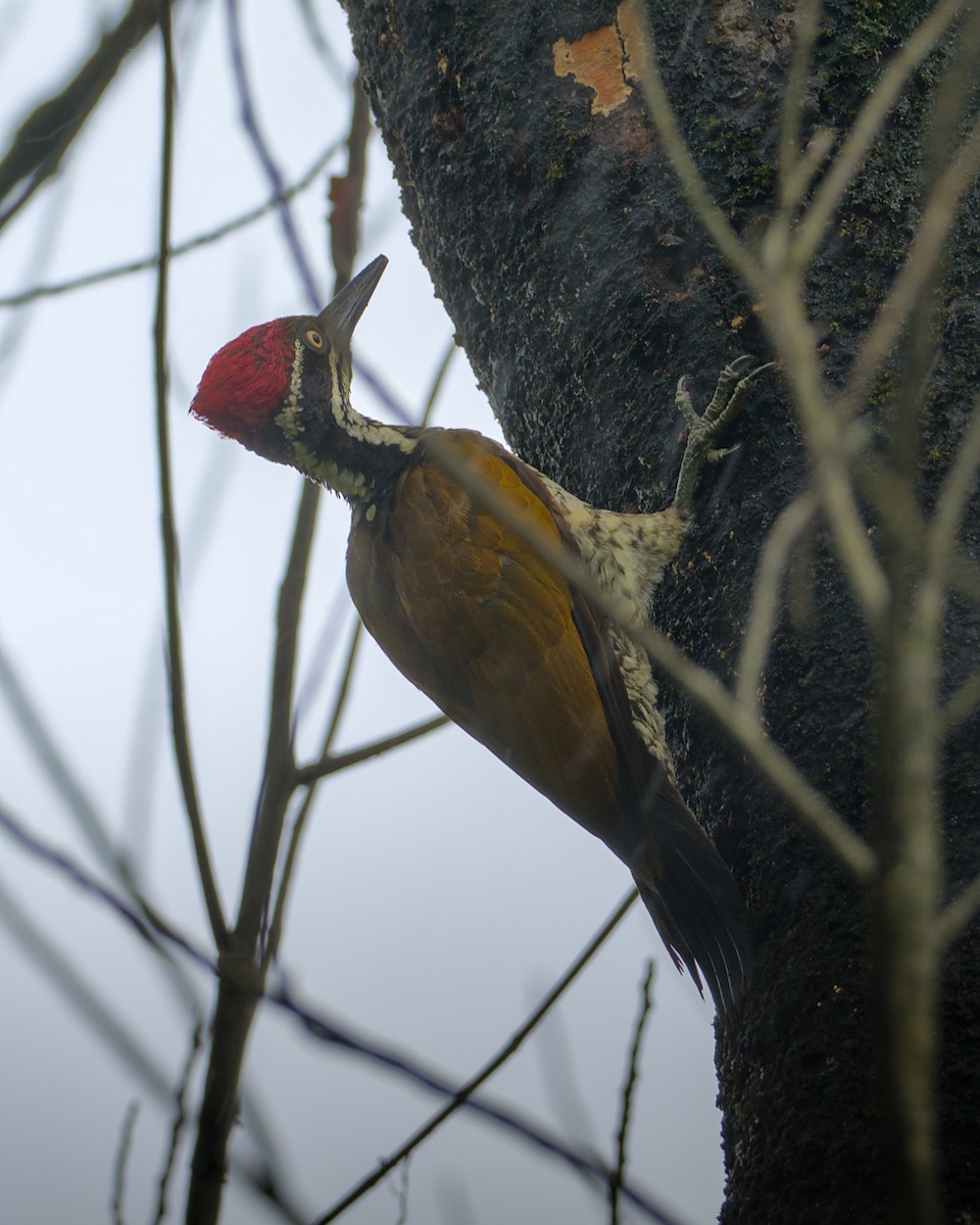 Malabar Flameback - ML637771656