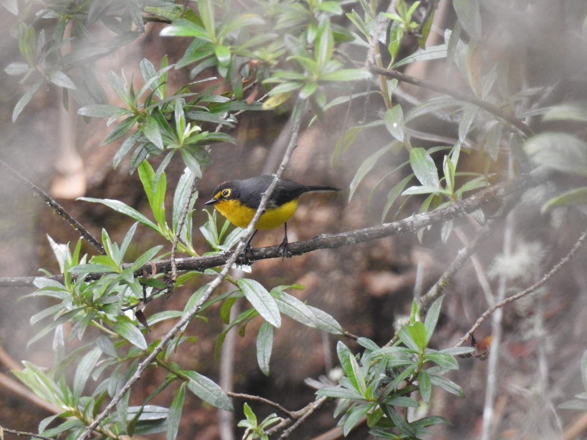Spectacled Redstart - ML637771658