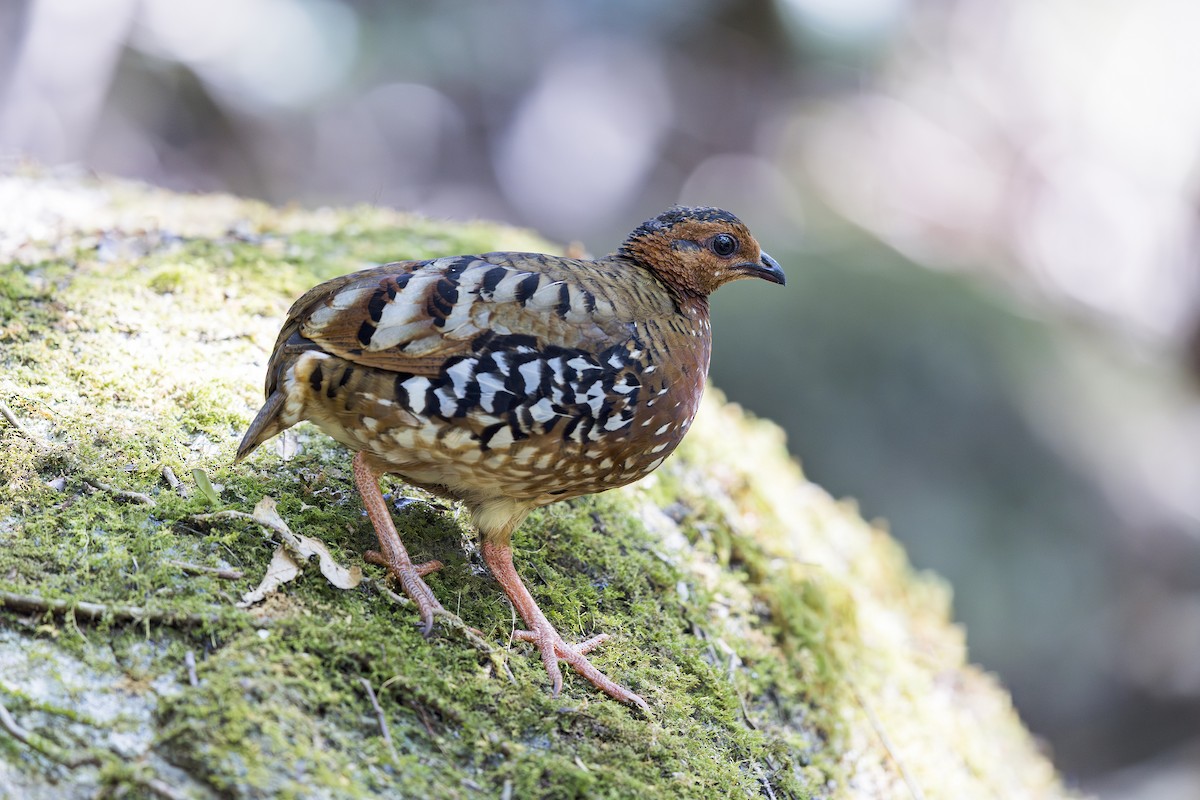 Chestnut-headed Partridge - ML637771663