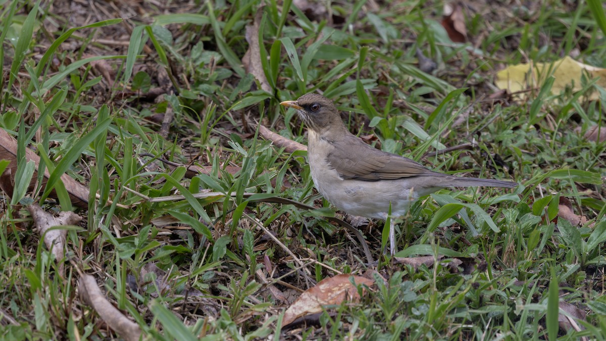 Creamy-bellied Thrush - ML637771680