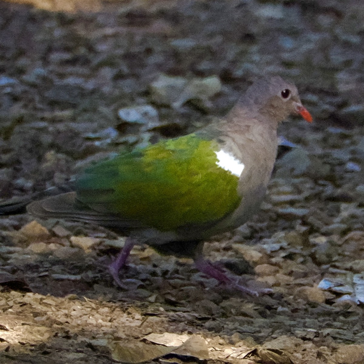 Pacific Emerald Dove - ML637771694