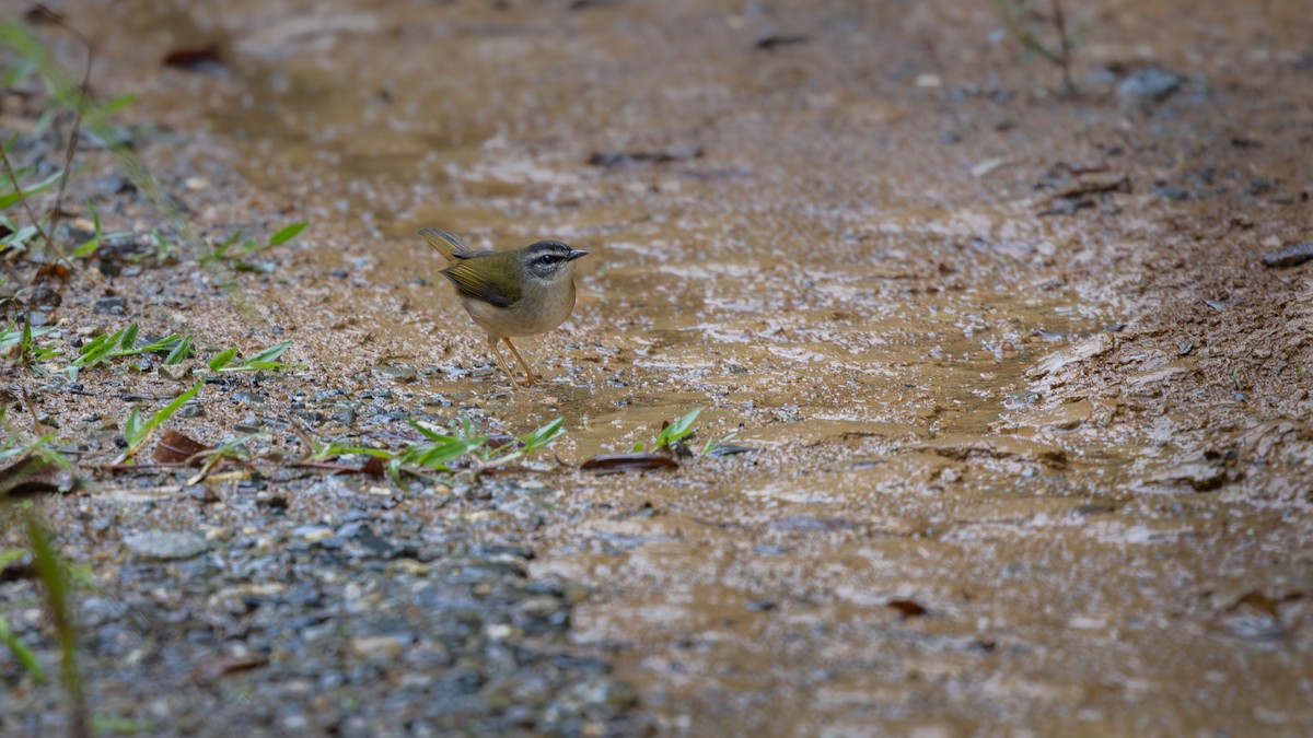 Riverbank Warbler - ML637771706