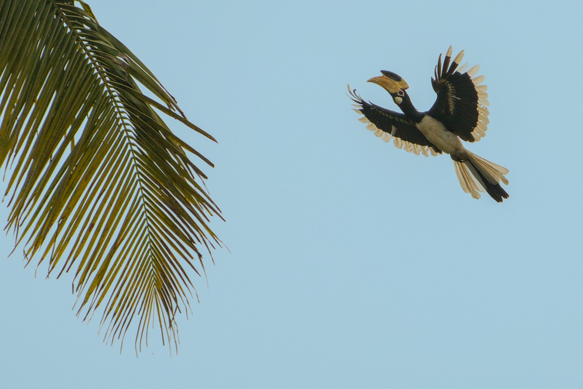 Malabar Pied-Hornbill - ML637771722