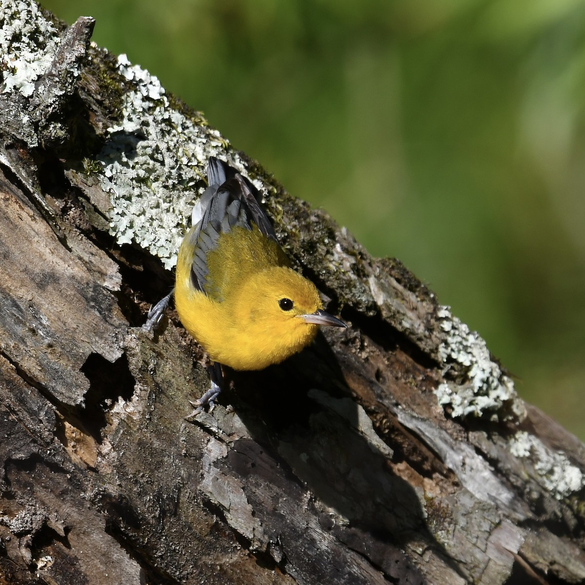 Prothonotary Warbler - ML637771789