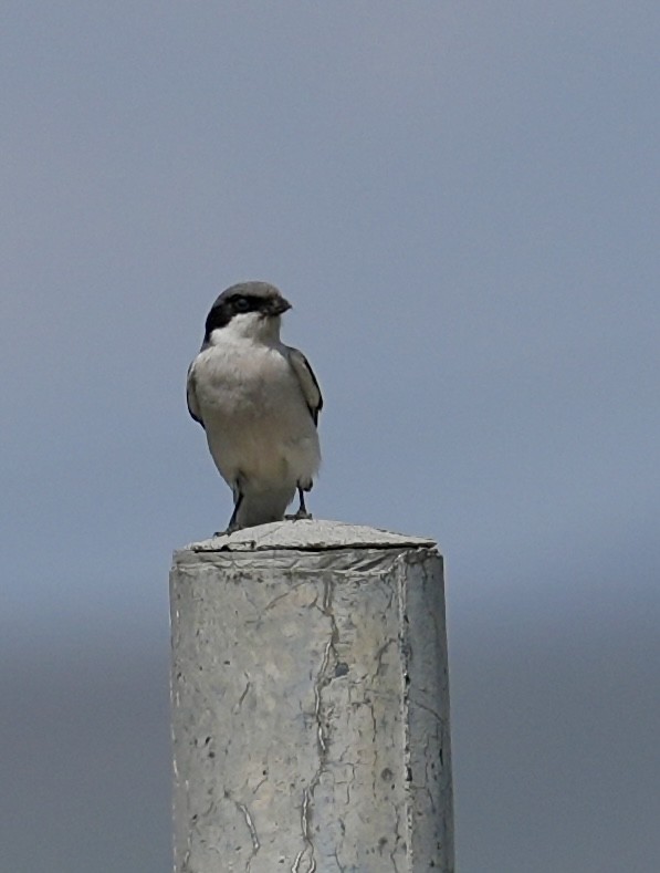 Giant Shrike - ML637771790