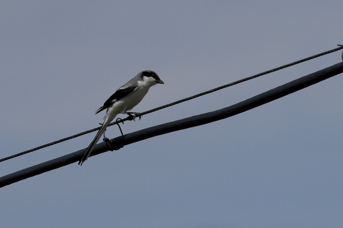 Giant Shrike - ML637771791