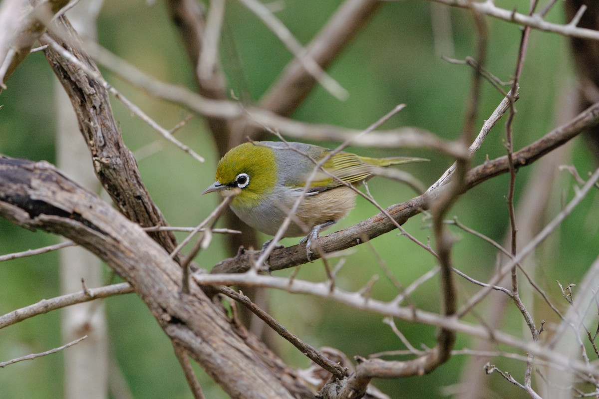 Silvereye - ML637771826