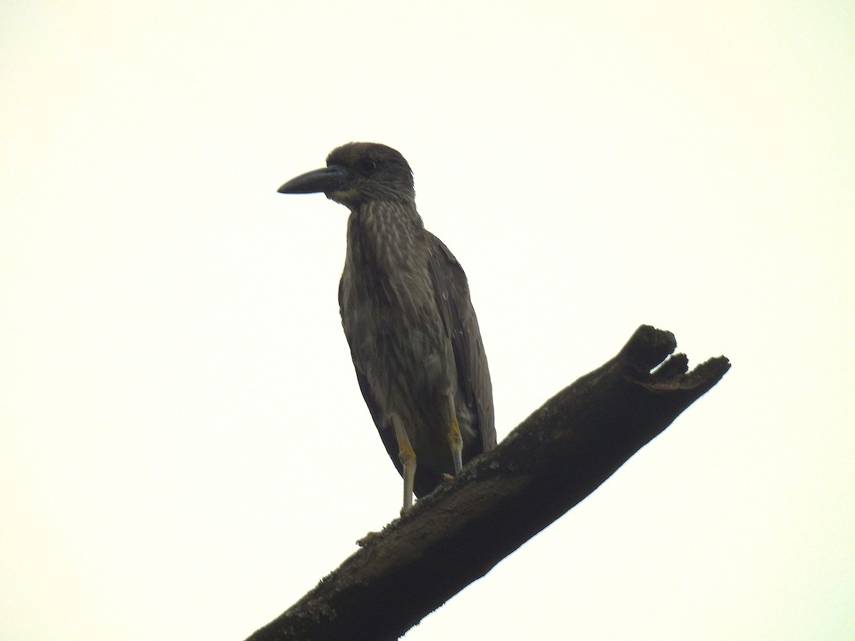 Yellow-crowned Night Heron - ML637771831