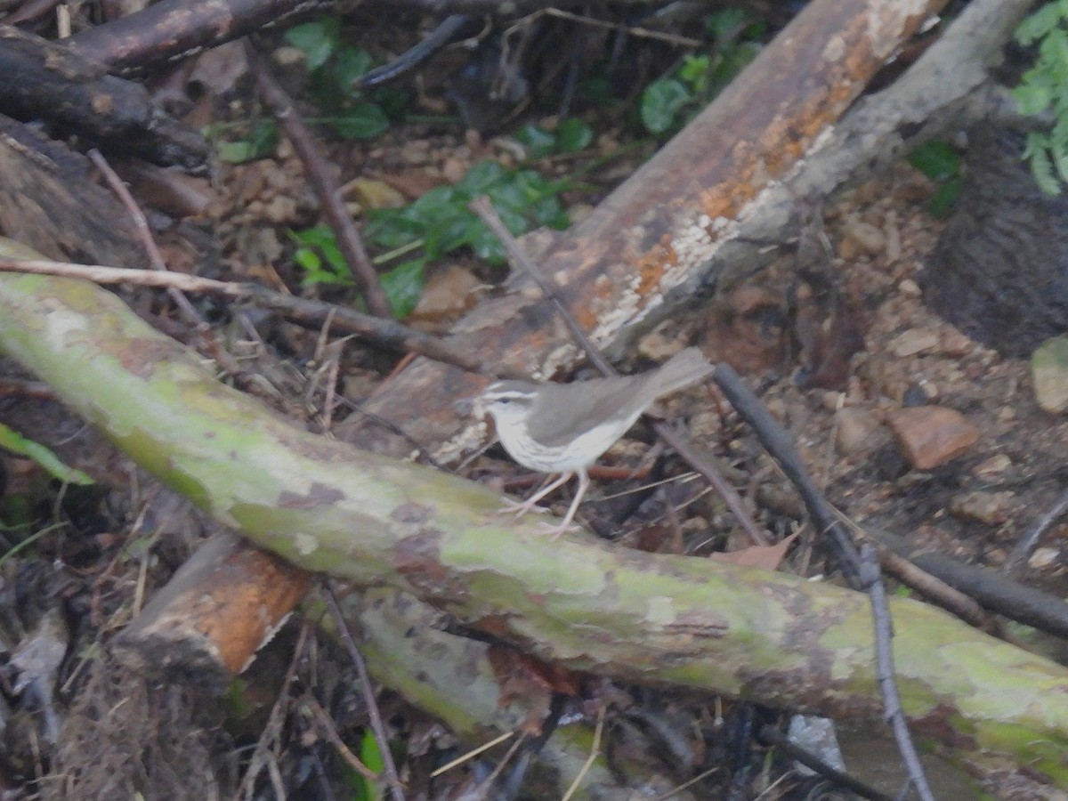 Louisiana Waterthrush - ML637771856