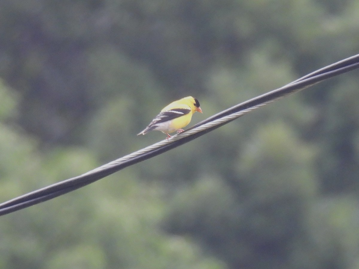 American Goldfinch - ML637771869