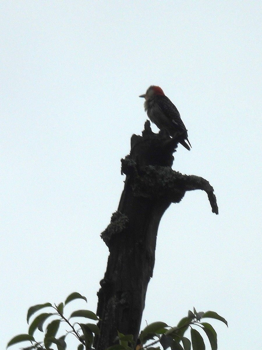Red-bellied Woodpecker - ML637771895