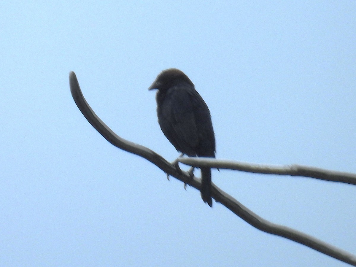 Brown-headed Cowbird - ML637771965