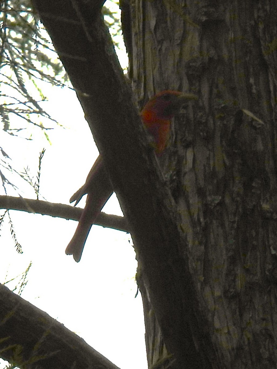 Summer Tanager - ML637771974