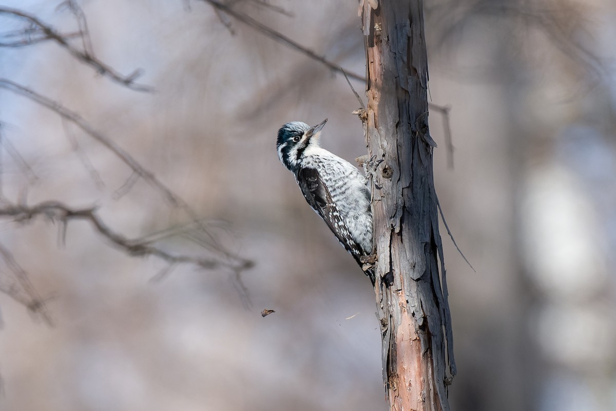 Eurasian Three-toed Woodpecker - ML637771979