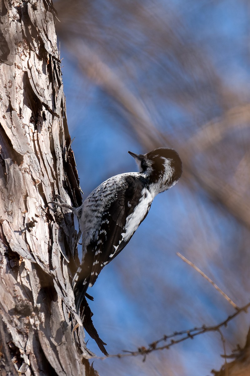 Eurasian Three-toed Woodpecker - ML637771980