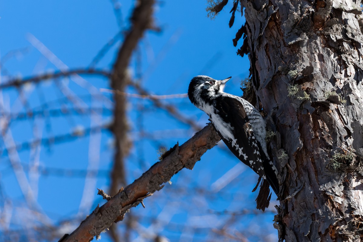 Eurasian Three-toed Woodpecker - ML637771981