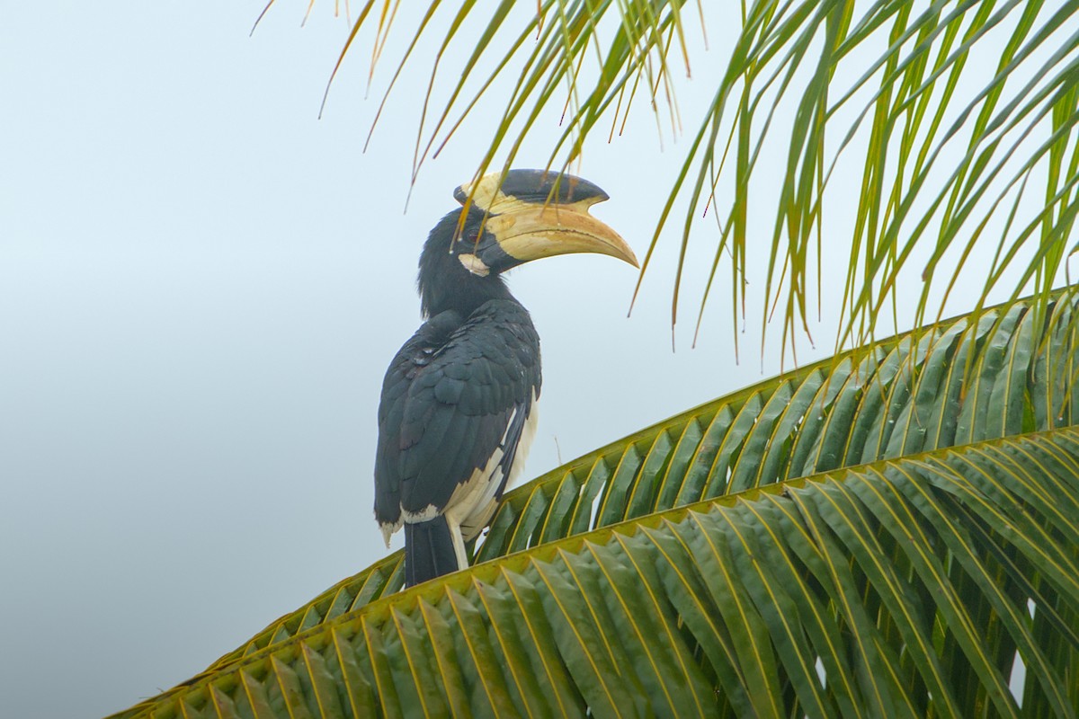 Malabar Pied-Hornbill - ML637771985