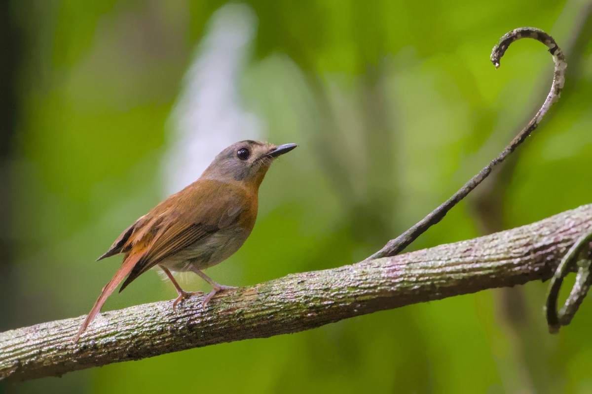 White-bellied Blue Flycatcher - ML637772001