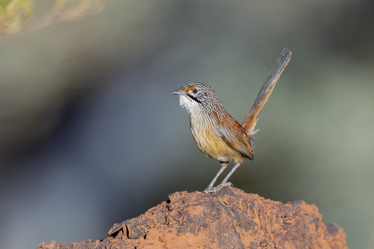 Pilbara Grasswren - ML637772020