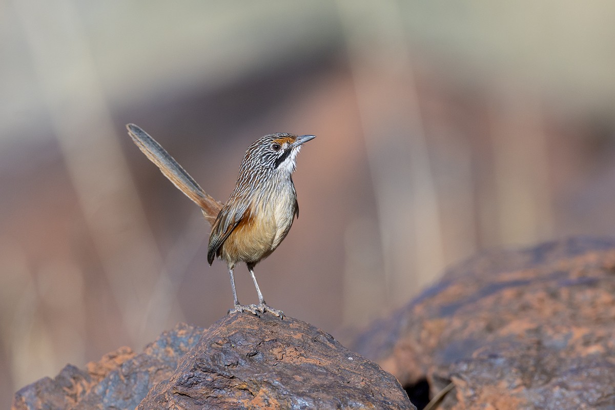 Pilbara Grasswren - ML637772022
