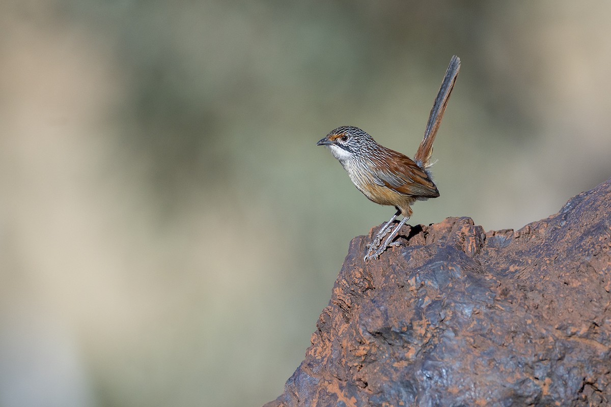 Pilbara Grasswren - ML637772023
