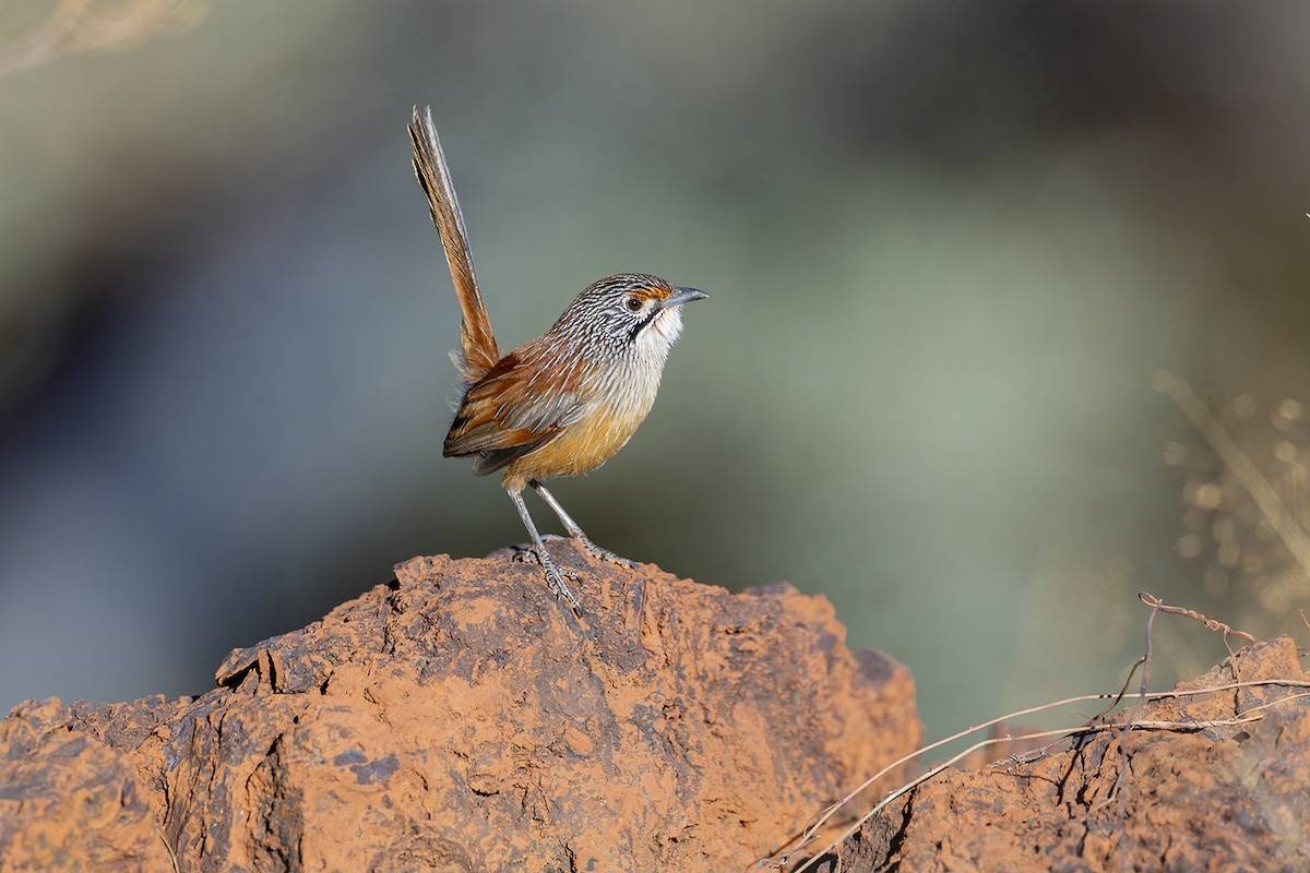 Pilbara Grasswren - ML637772024